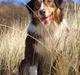 Australian shepherd Kaos