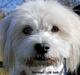 Coton de tulear Knud