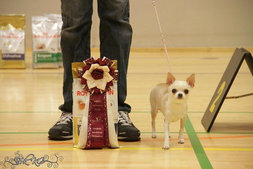 Chihuahua Imperial Luxury Belladonna - Donna - Donna, nu som DKCH! <3 (16 marts, udst. i Strib) billede 2