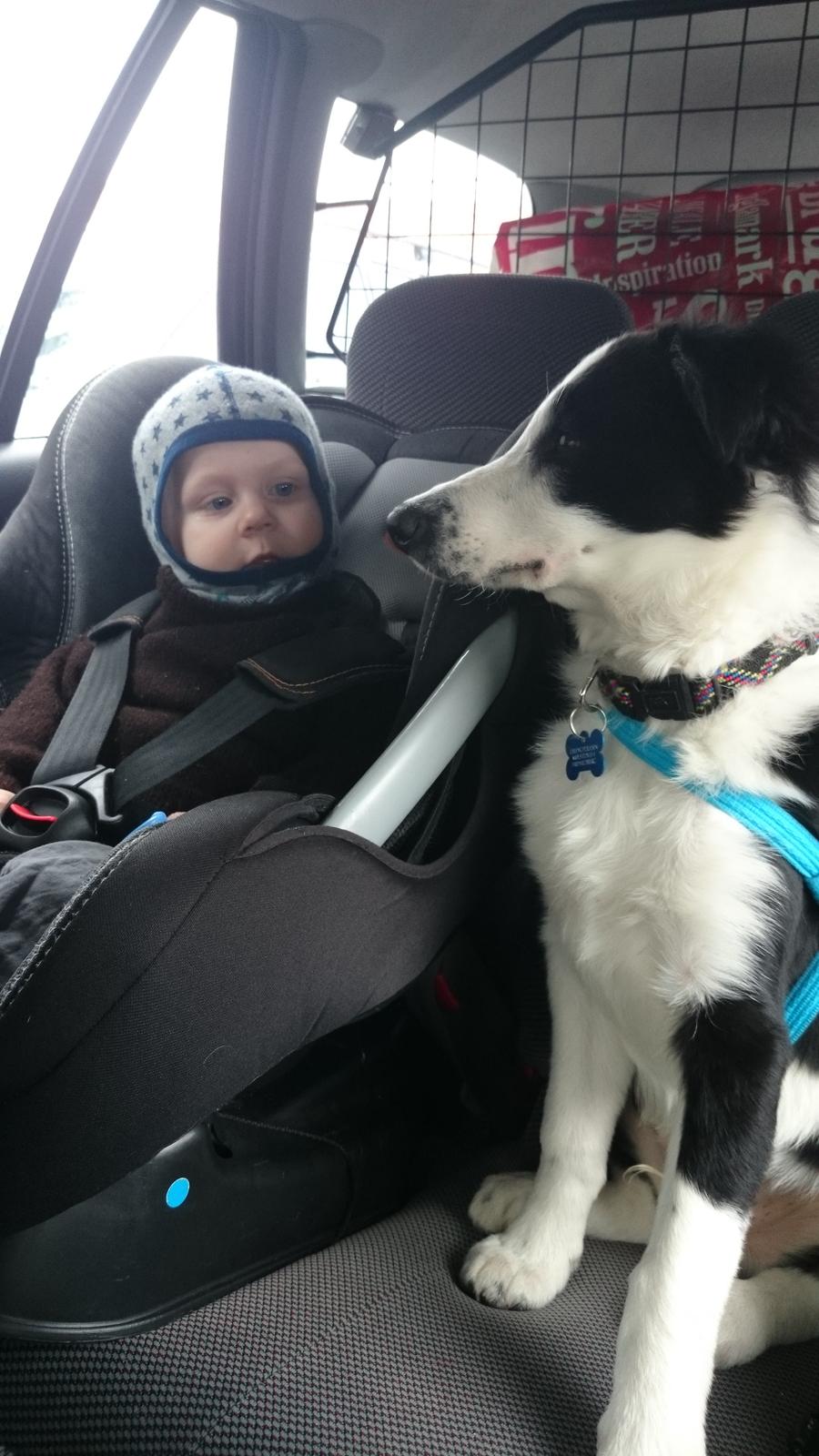 Border collie Malik billede 8