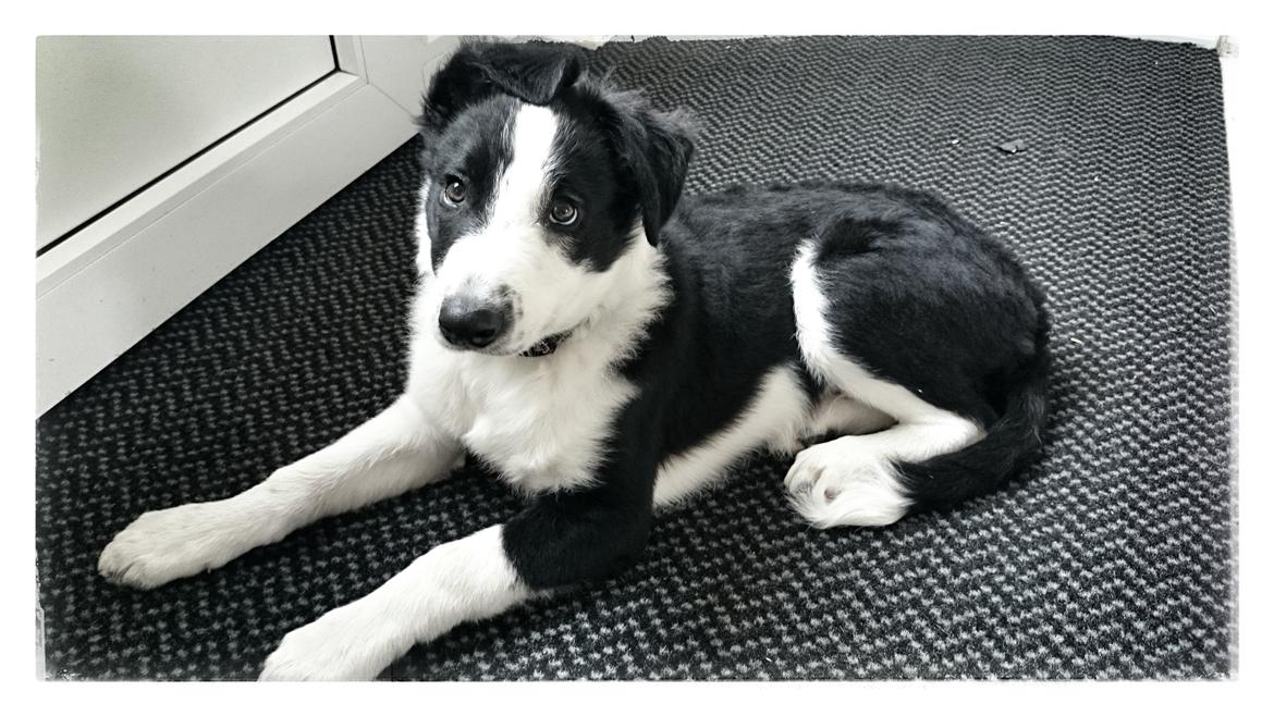 Border collie Malik billede 9