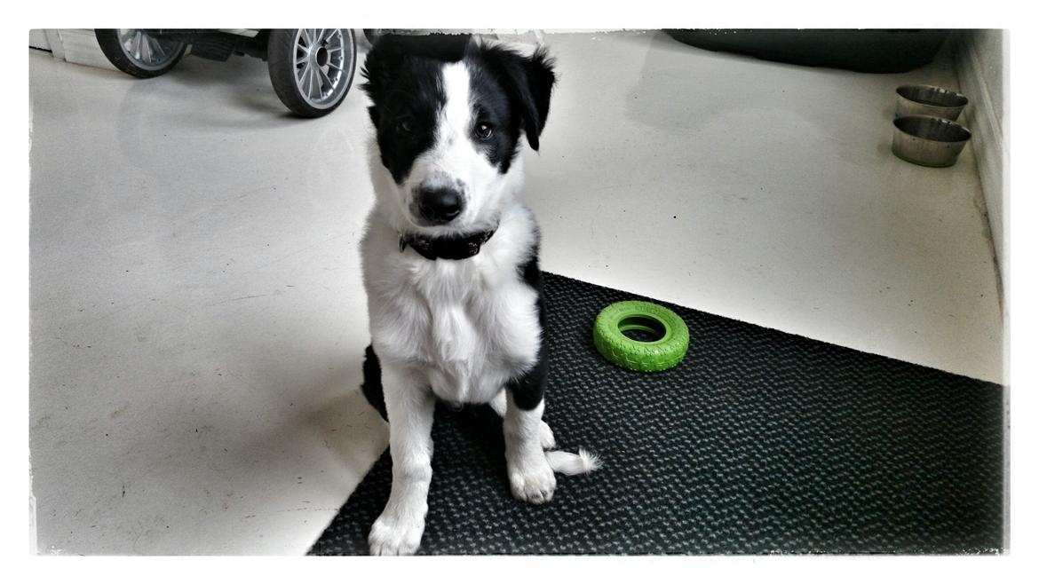 Border collie Malik billede 10