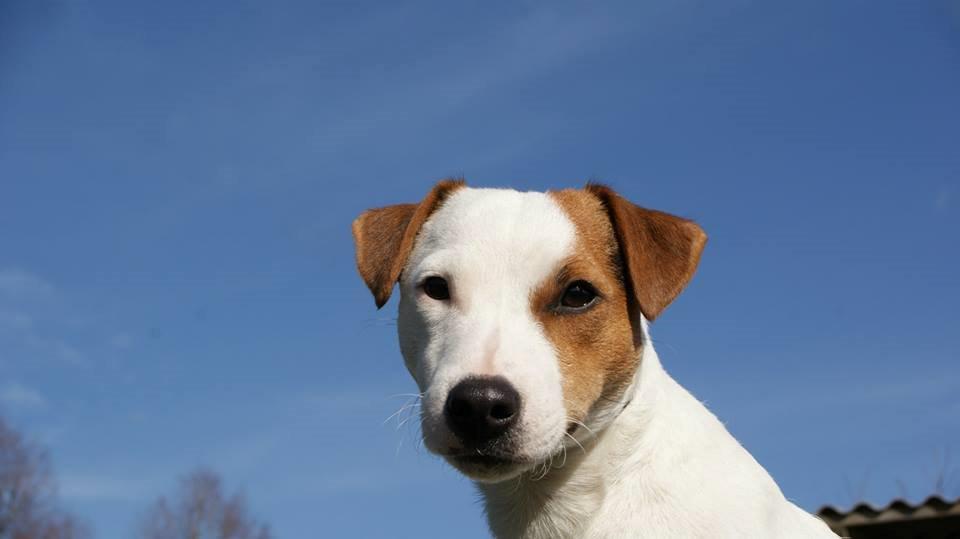 Parson russell terrier HiJacks 1st New Years Venturo - Venturo 1 år gammel billede 7
