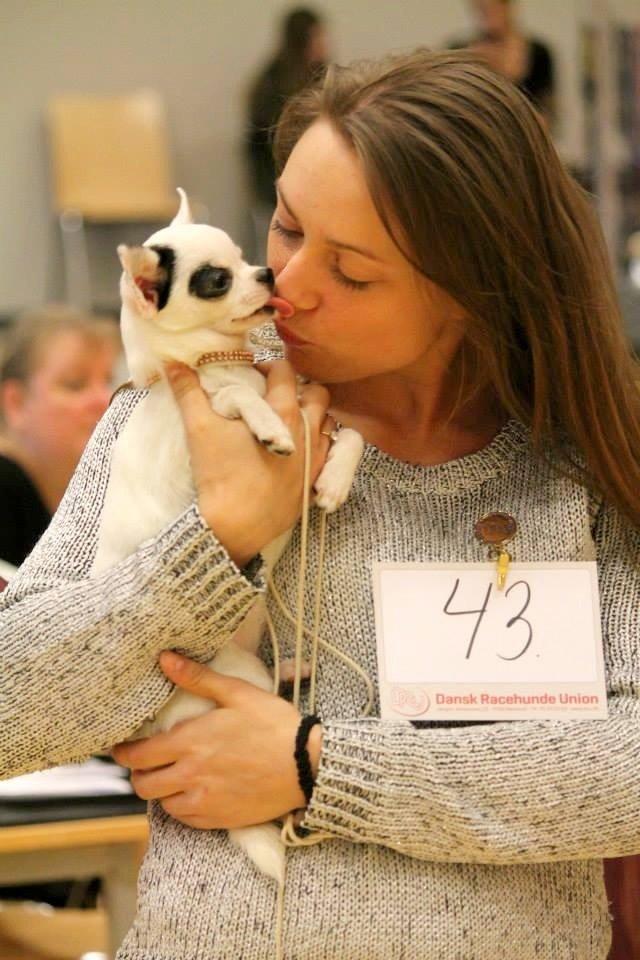 Chihuahua Miszja - Møsser til mor :D  billede 12