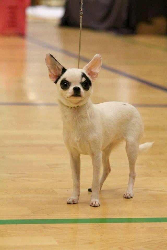 Chihuahua Miszja - Miszja 6 måneder <3 billede 11