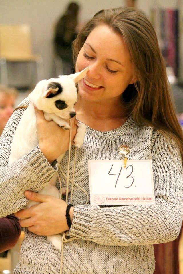 Chihuahua Miszja - <3 billede 13