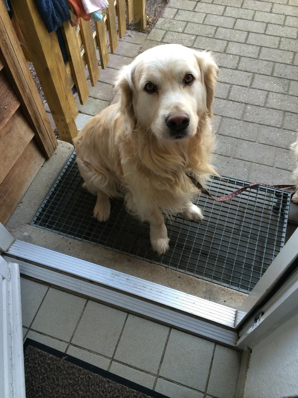 Golden retriever Baloo billede 22