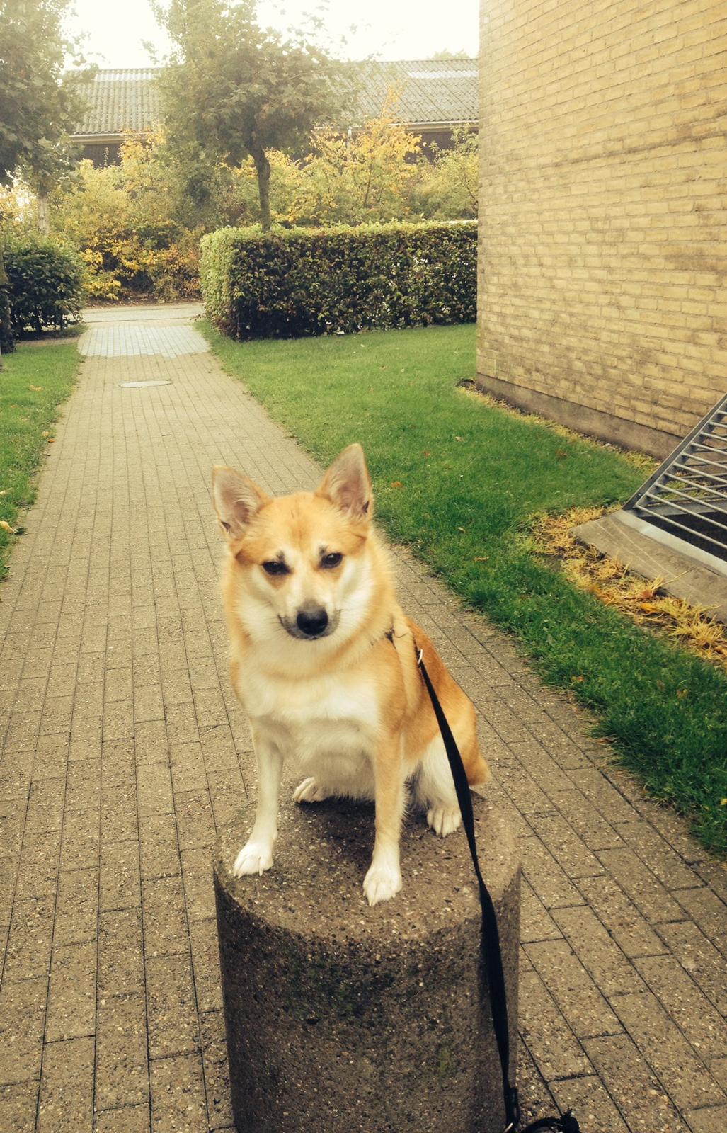 Islandsk fårehund Freja billede 1