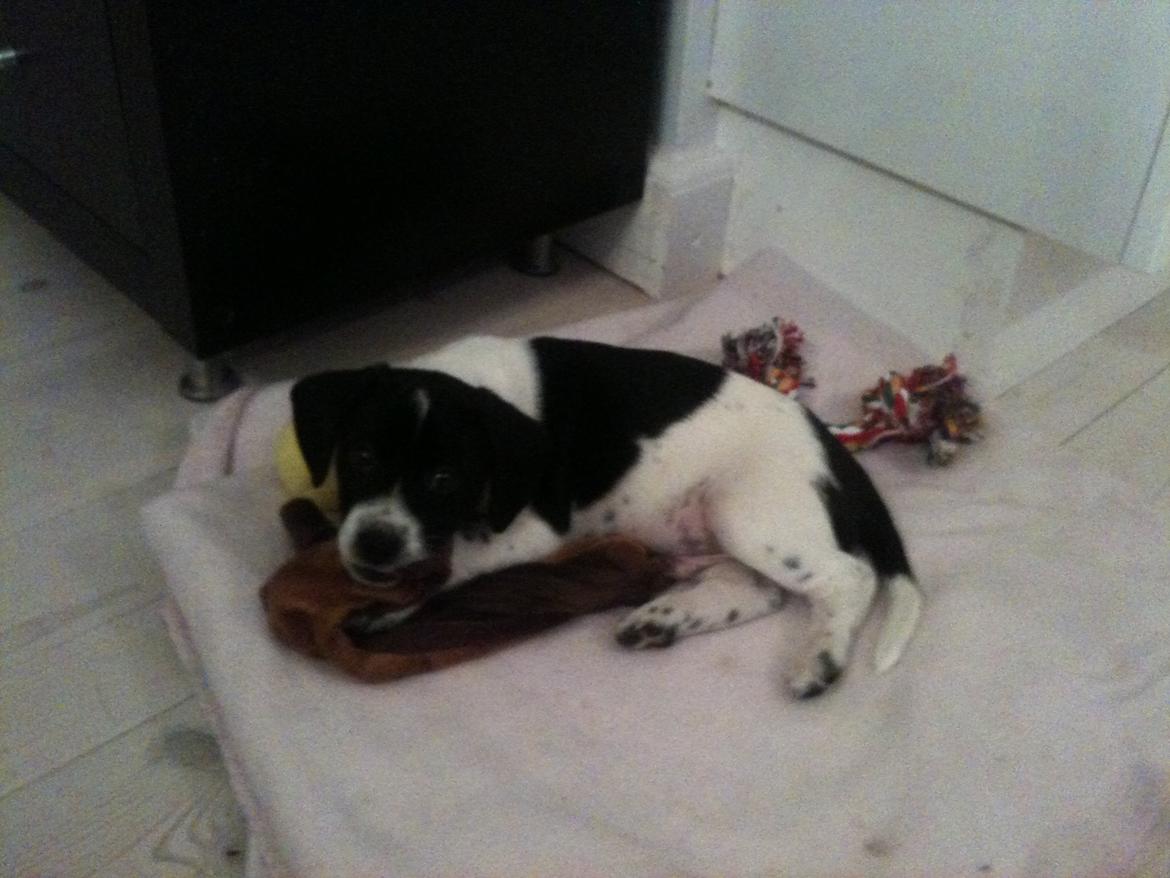 Blanding af racer Luca billede 7