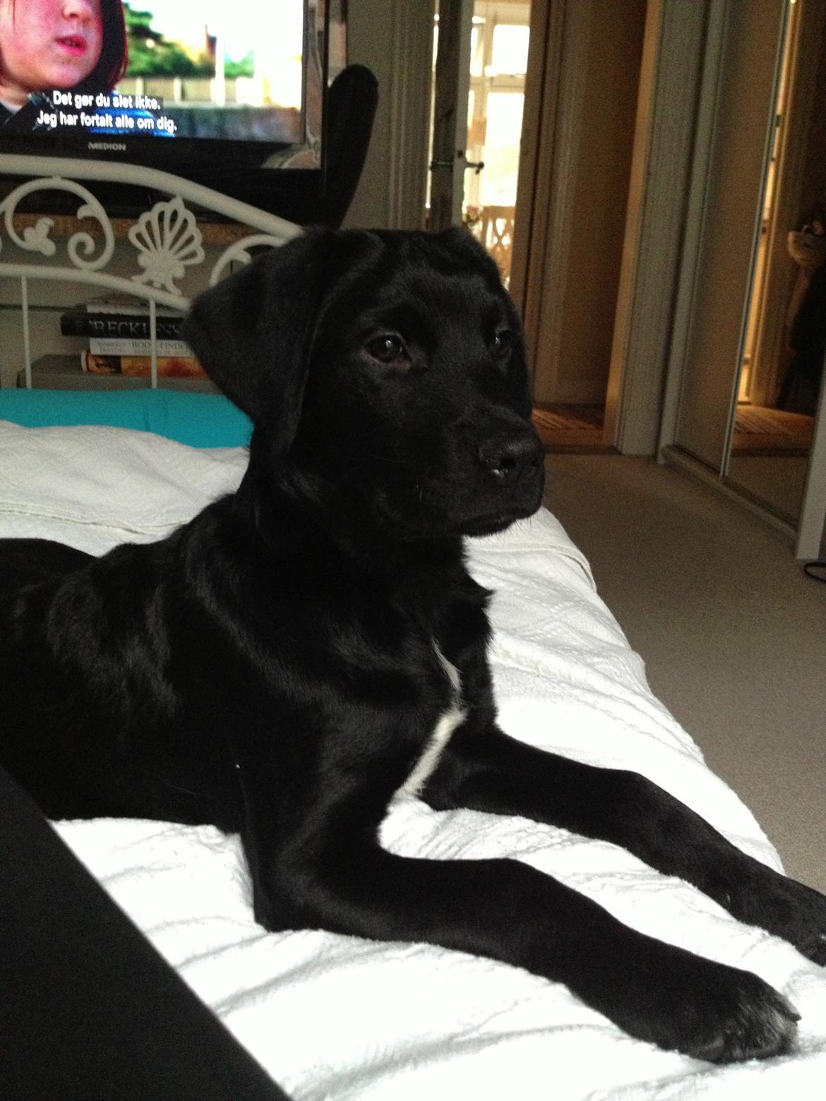 Blanding af racer Balder billede 1