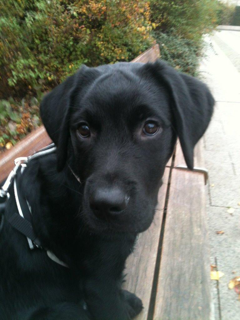 Blanding af racer Balder billede 3