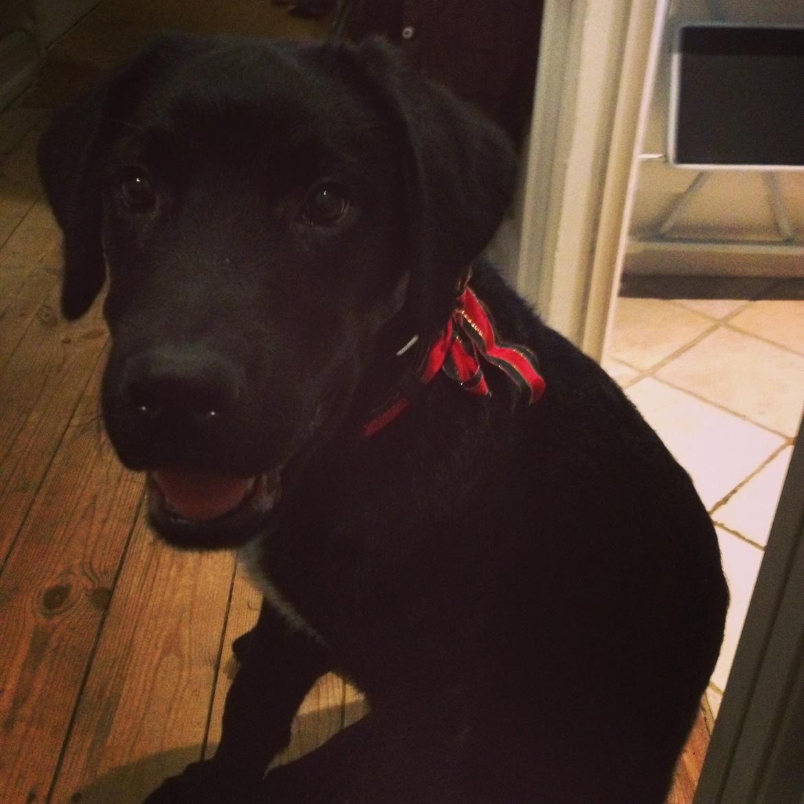 Blanding af racer Balder billede 4