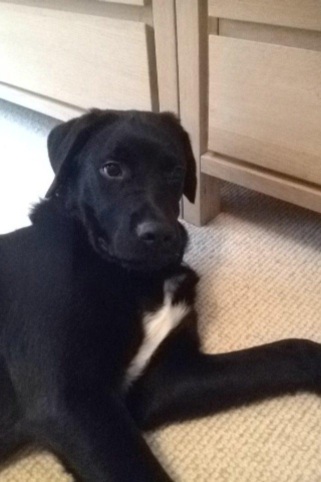 Blanding af racer Balder billede 5