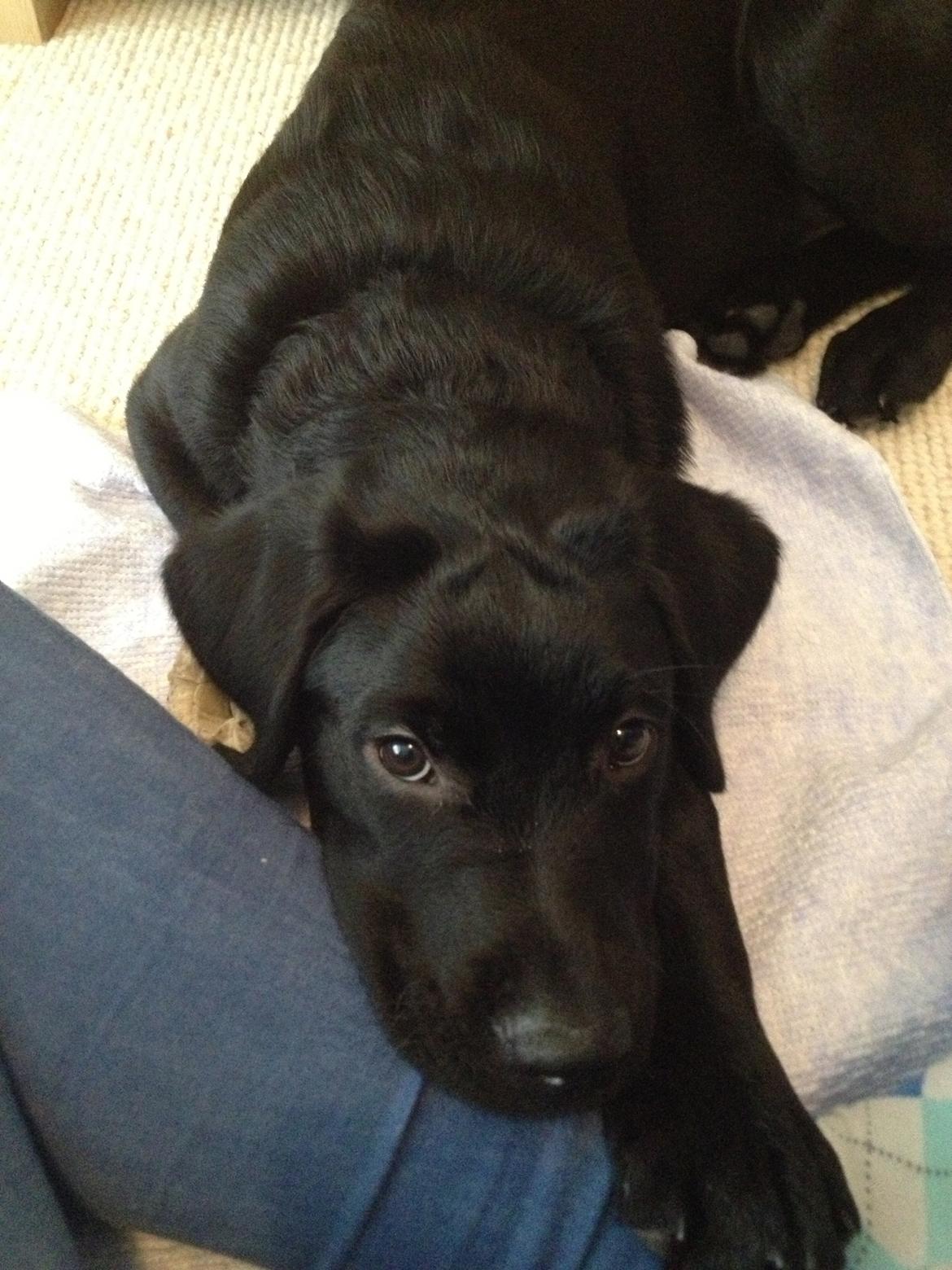 Blanding af racer Balder billede 2