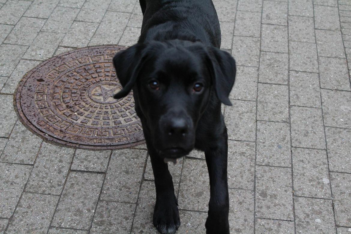 Blanding af racer Balder billede 6