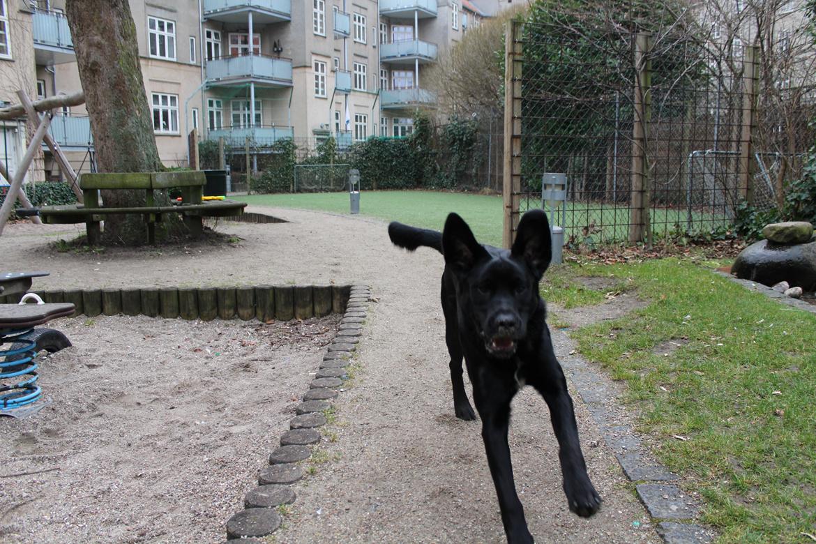 Blanding af racer Balder billede 7