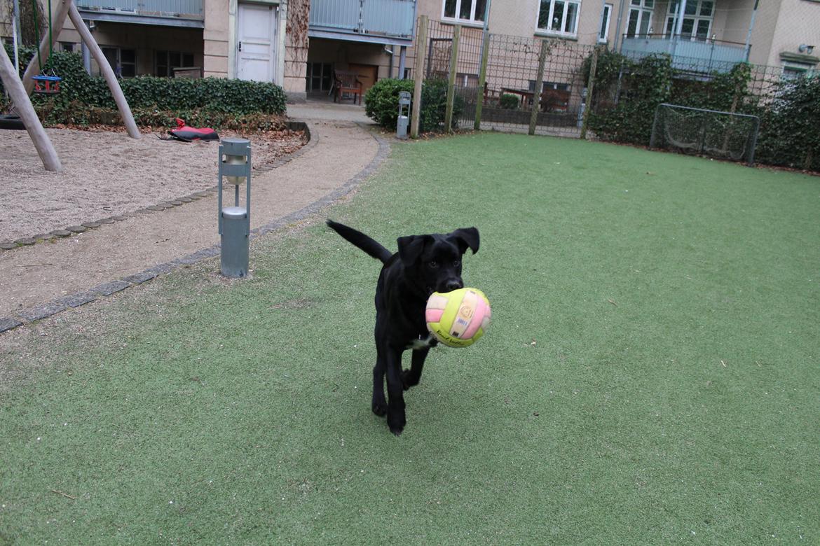 Blanding af racer Balder billede 8