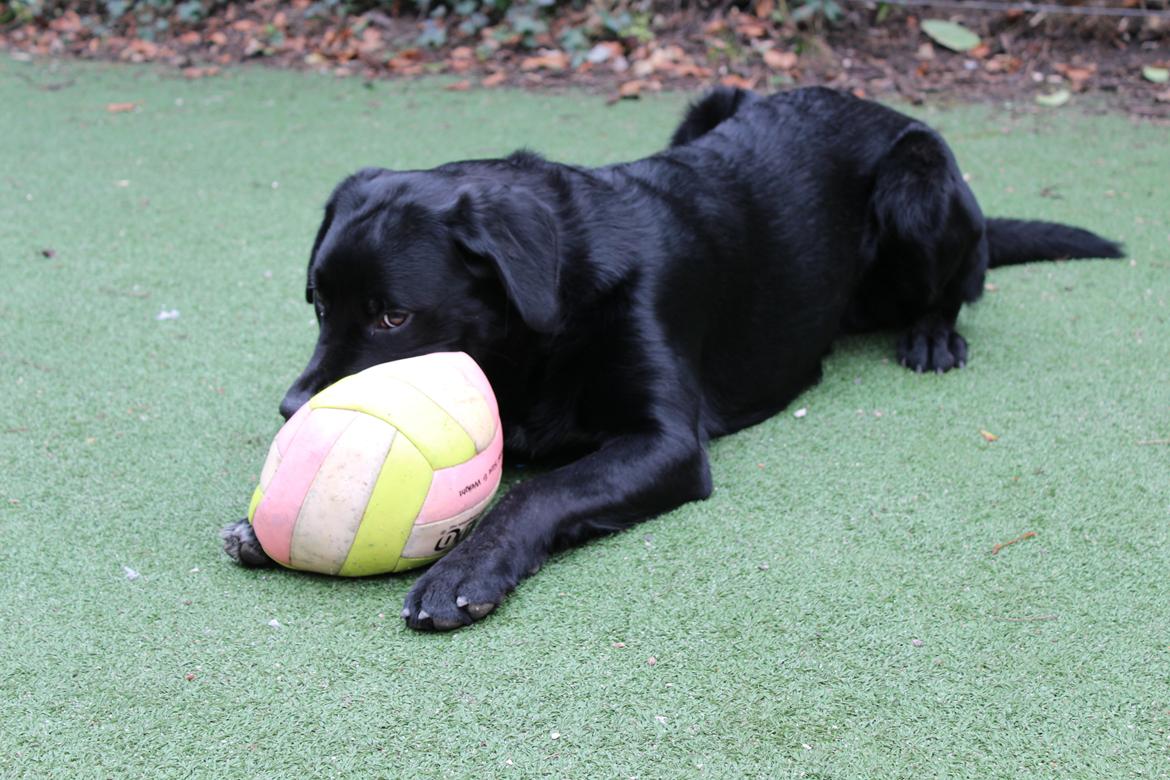 Blanding af racer Balder billede 10