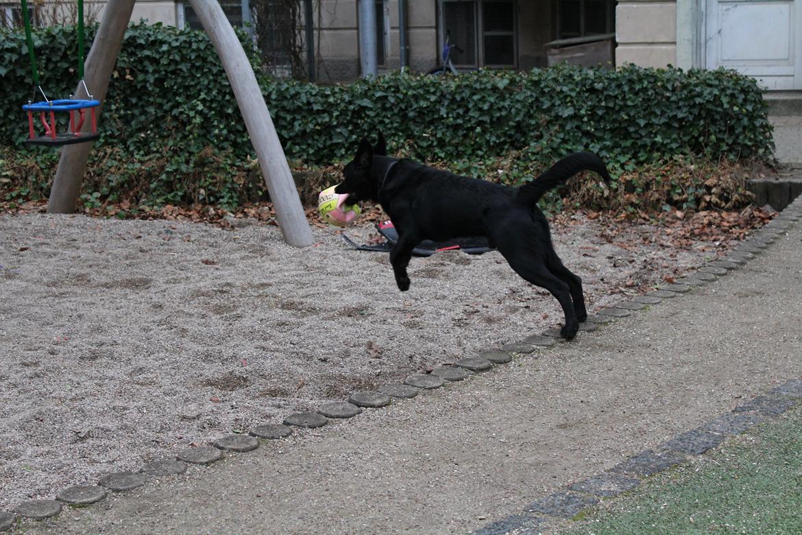 Blanding af racer Balder billede 9