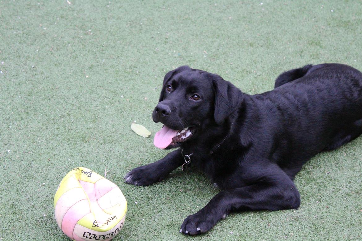 Blanding af racer Balder billede 11