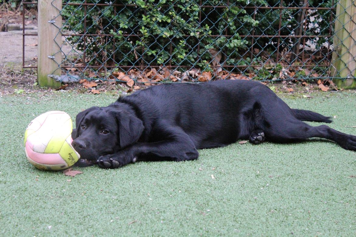 Blanding af racer Balder billede 13