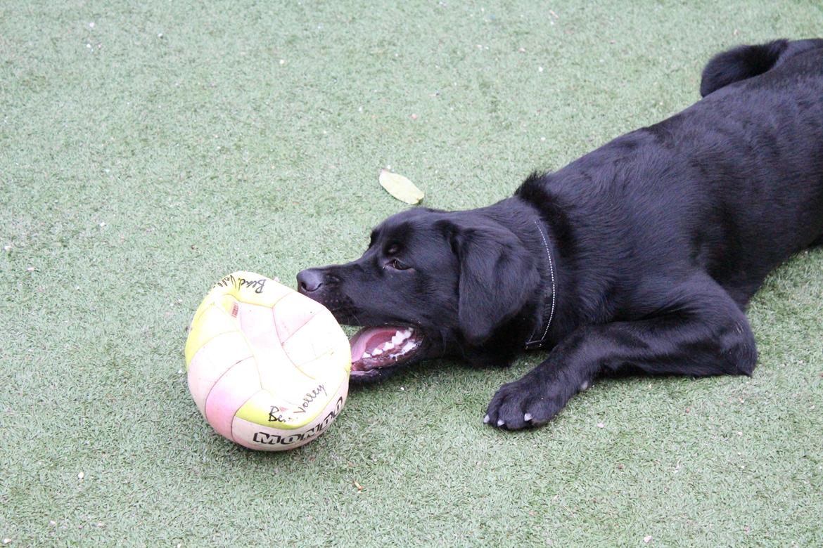 Blanding af racer Balder billede 12