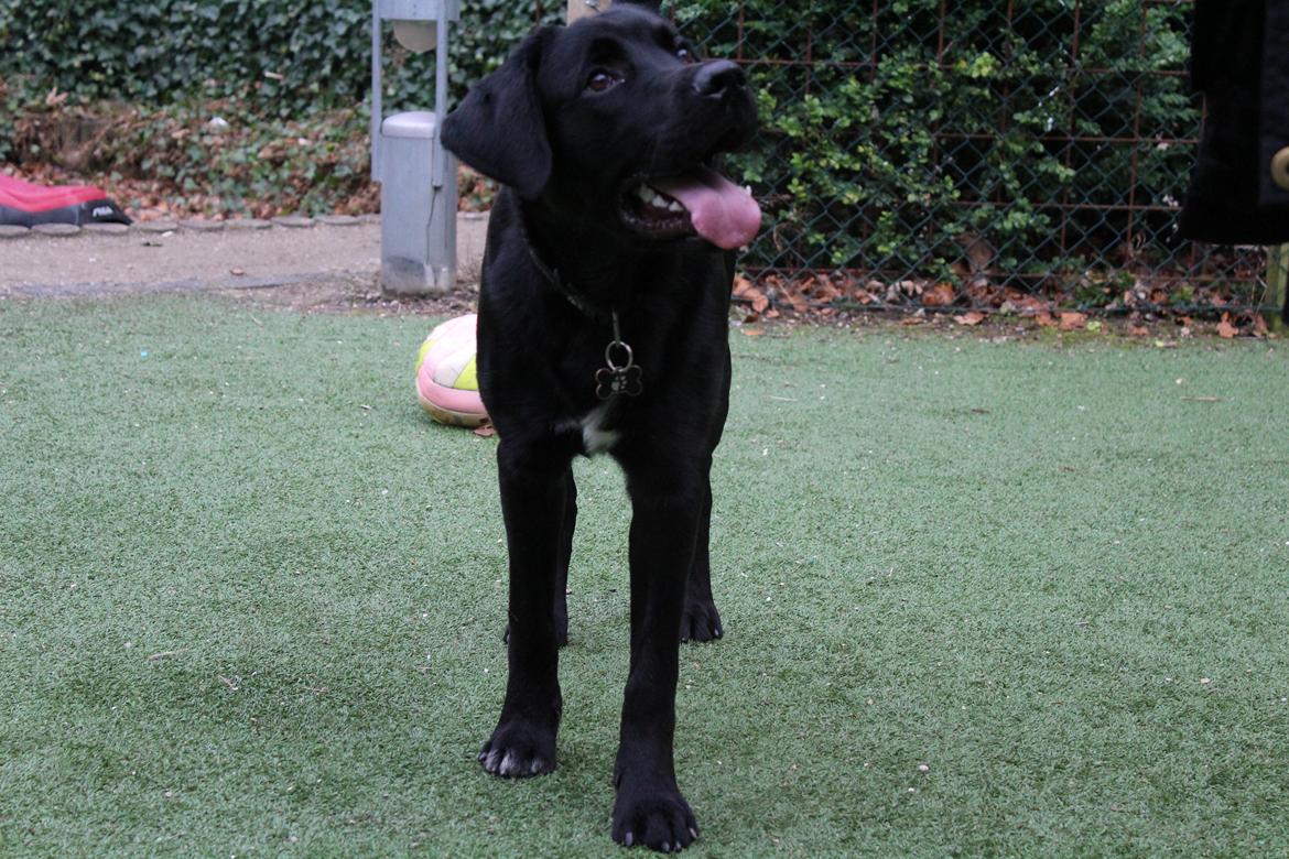 Blanding af racer Balder billede 15