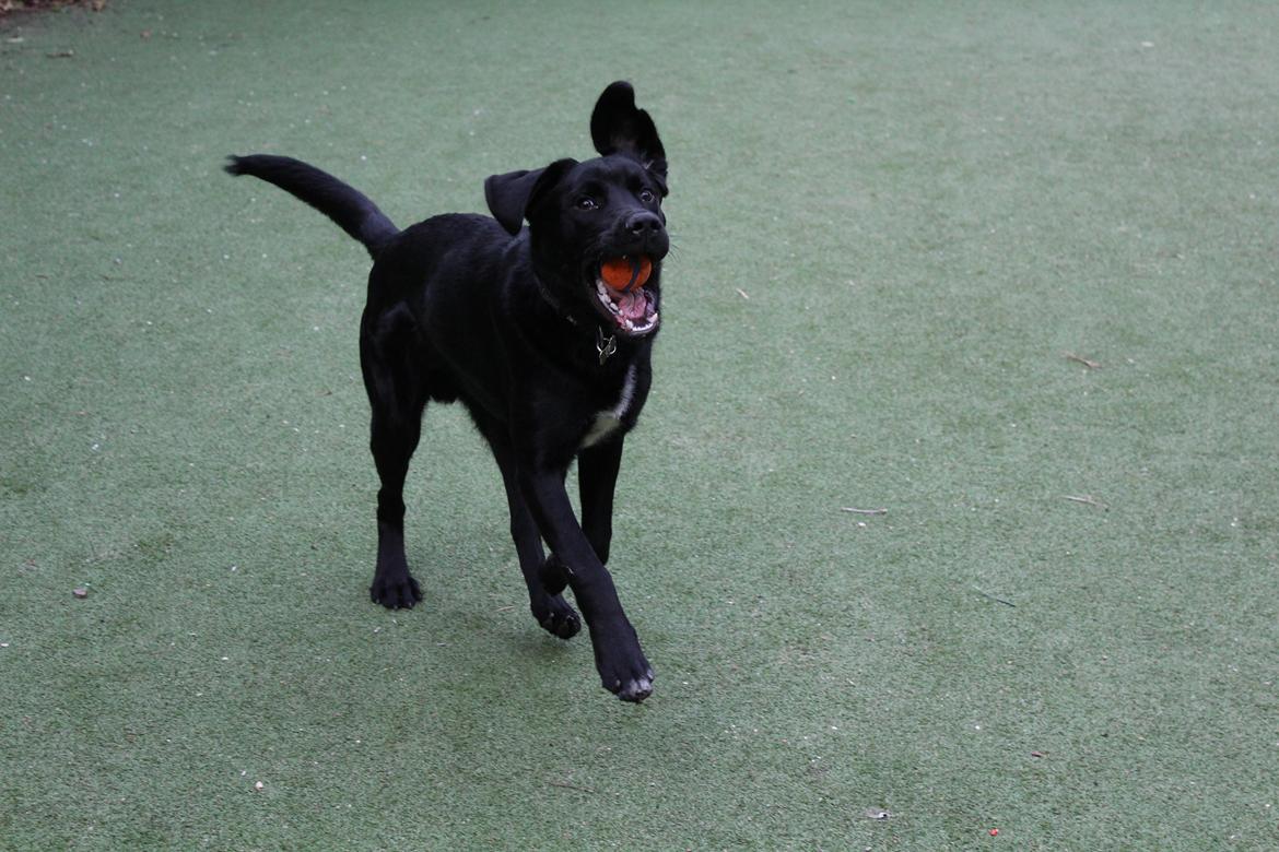 Blanding af racer Balder billede 14