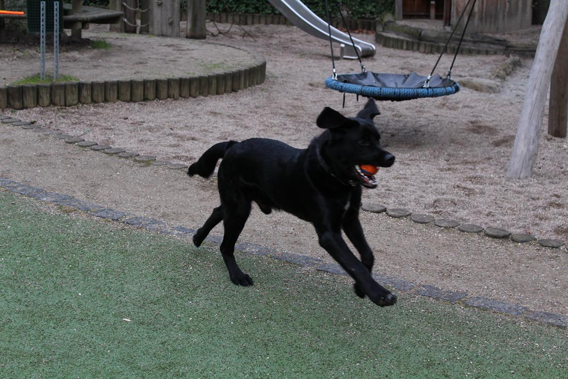 Blanding af racer Balder billede 17