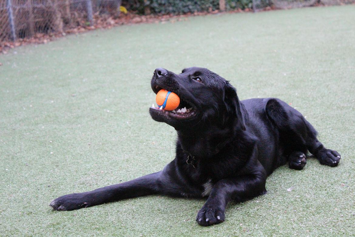 Blanding af racer Balder billede 18