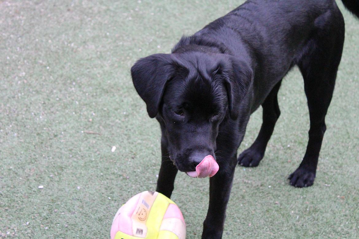 Blanding af racer Balder billede 19