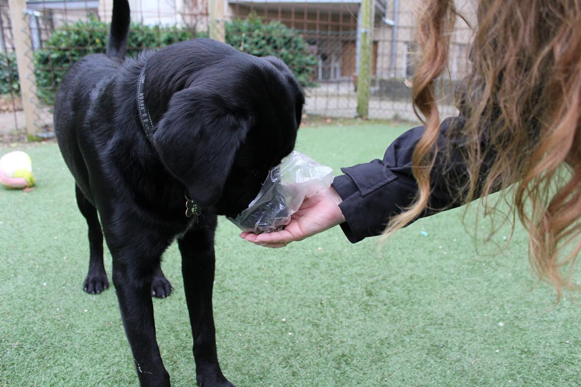 Blanding af racer Balder billede 16