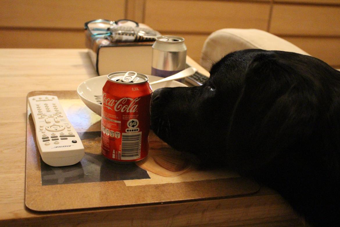 Blanding af racer Balder billede 20