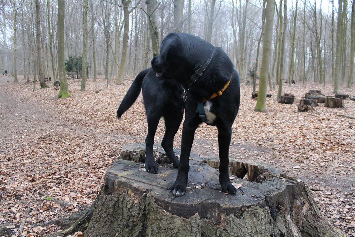 Blanding af racer Balder billede 21