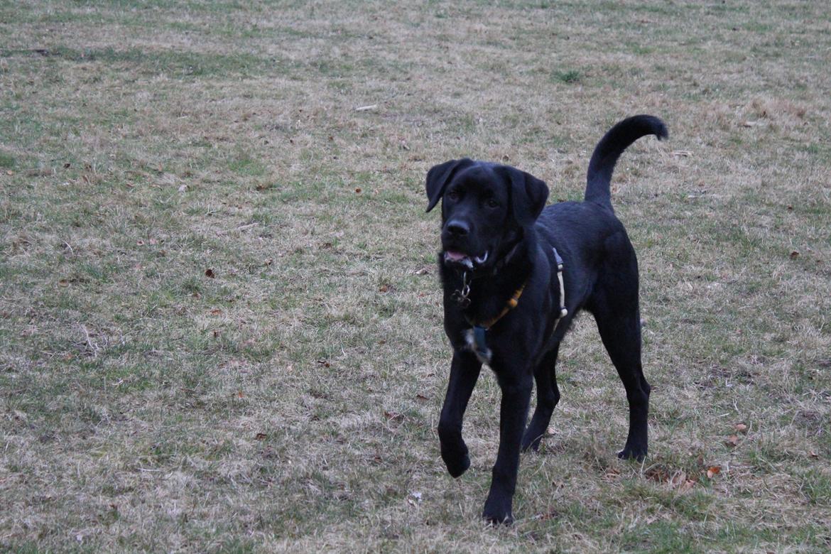 Blanding af racer Balder billede 23