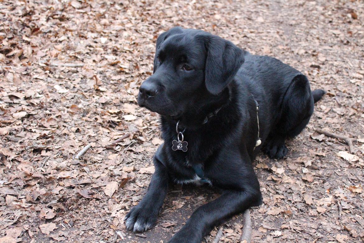 Blanding af racer Balder billede 22