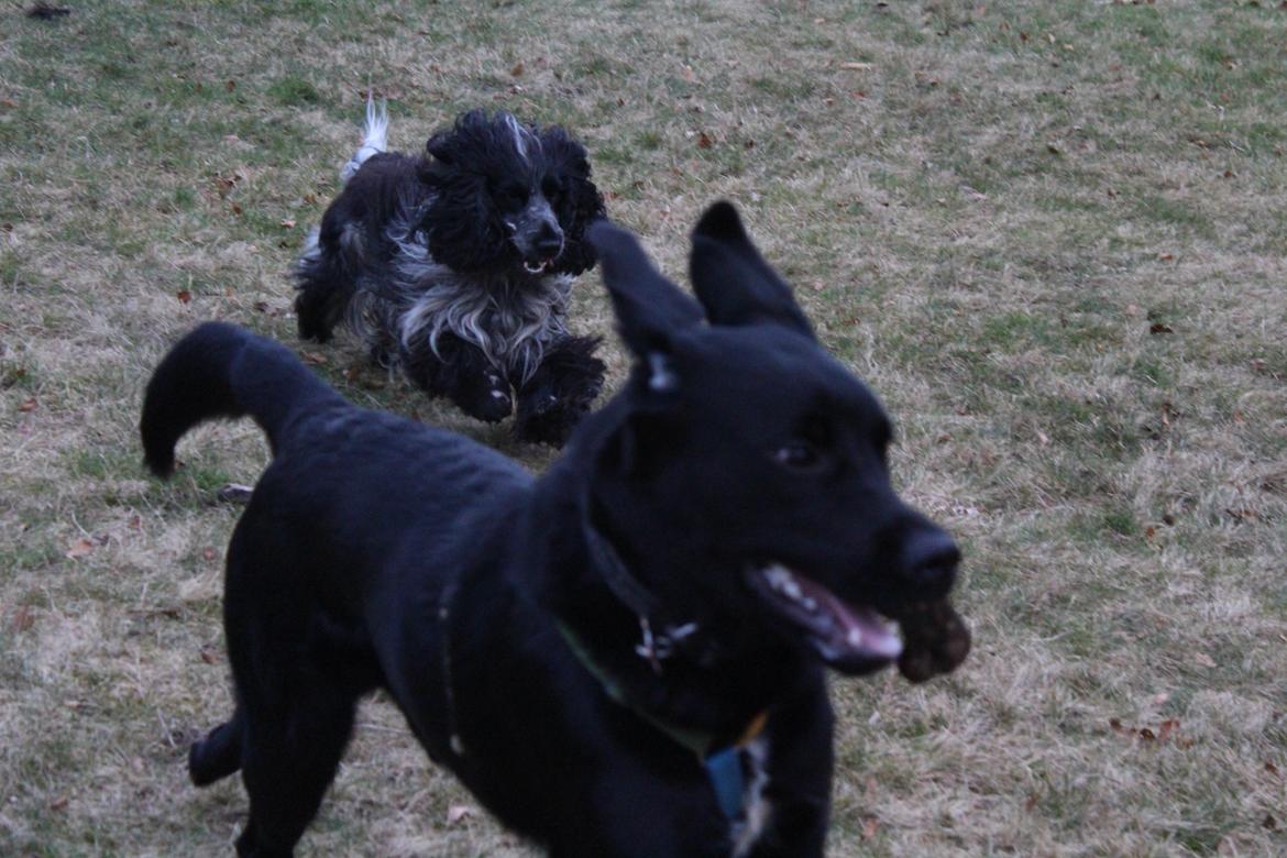 Blanding af racer Balder billede 25