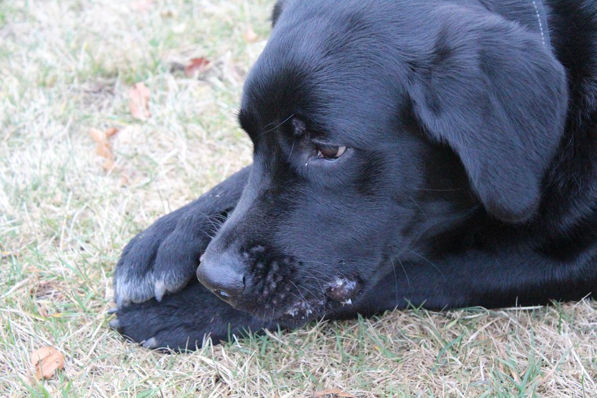 Blanding af racer Balder billede 26