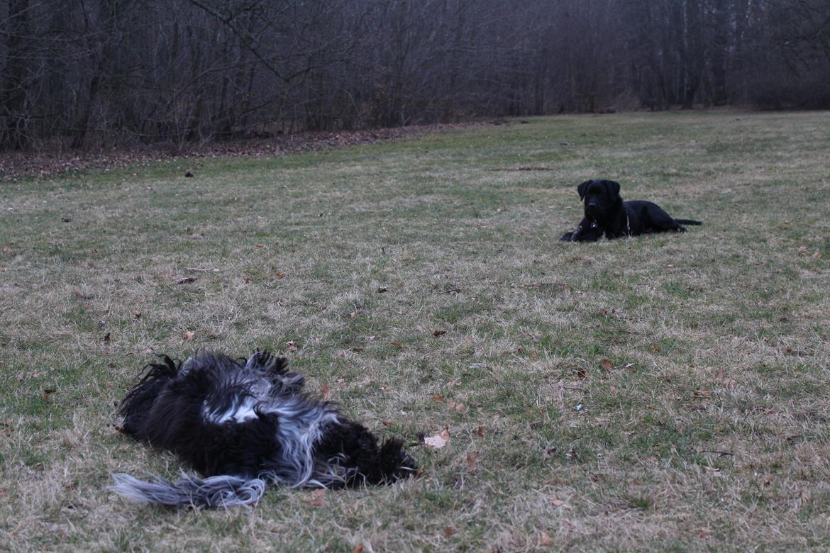 Blanding af racer Balder billede 27