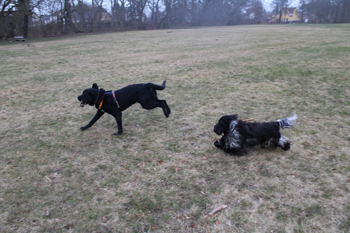 Blanding af racer Balder billede 24