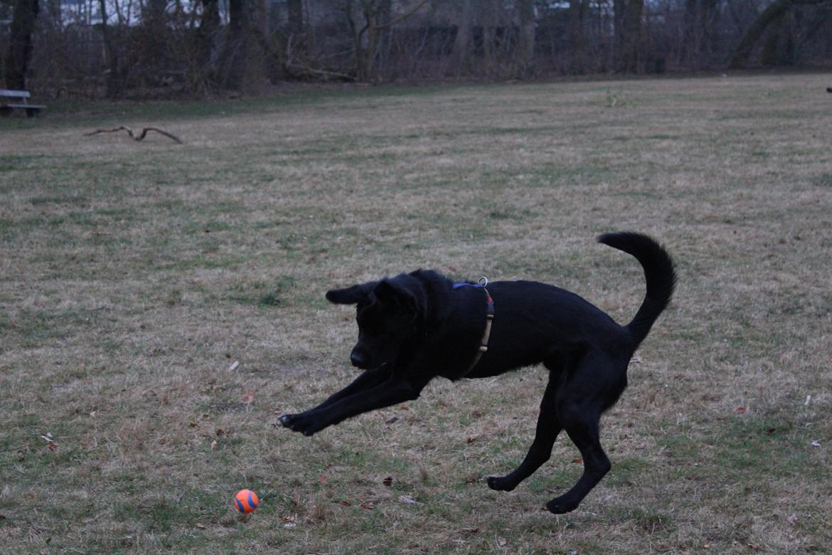 Blanding af racer Balder billede 28