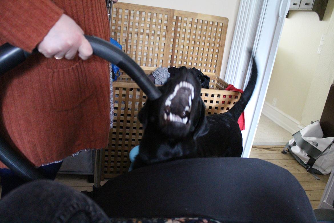 Blanding af racer Balder billede 30