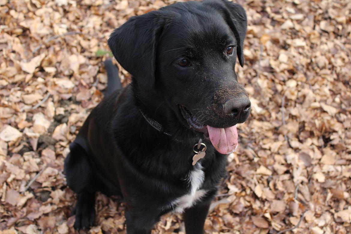 Blanding af racer Balder billede 32