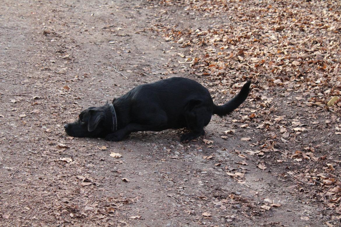 Blanding af racer Balder billede 31