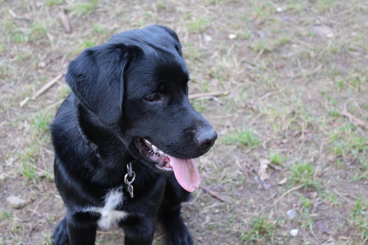 Blanding af racer Balder billede 33