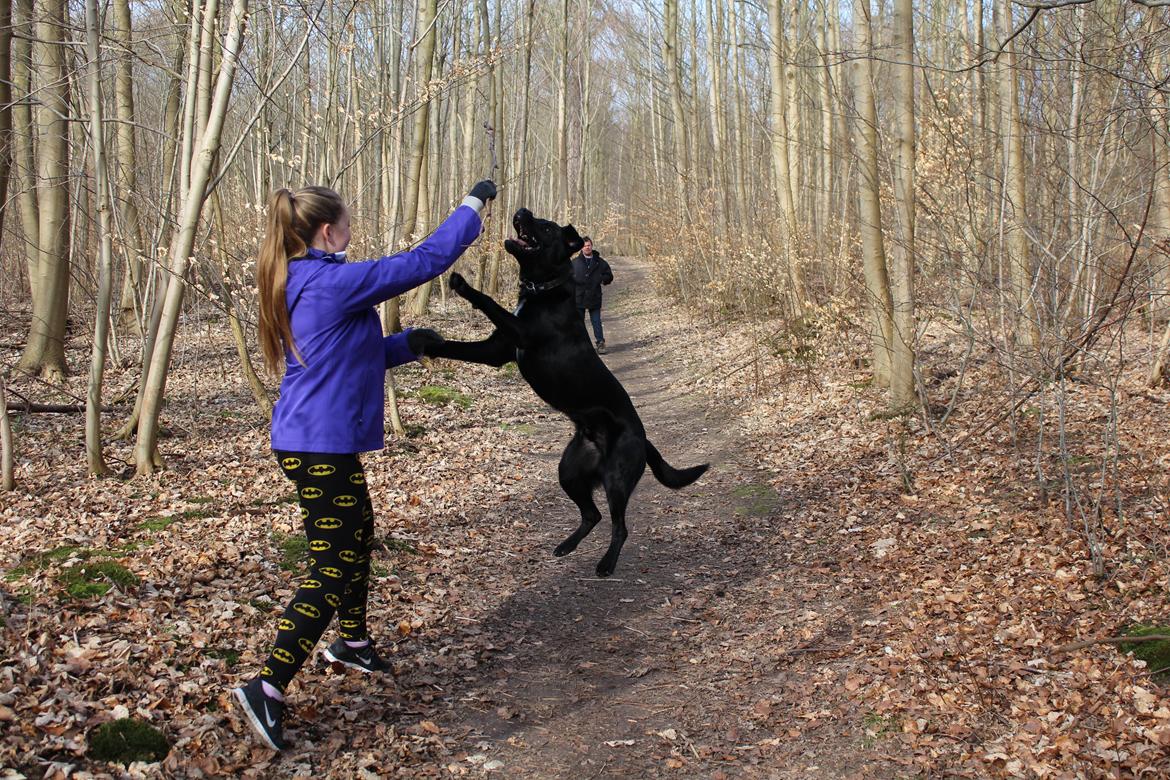 Blanding af racer Balder billede 34