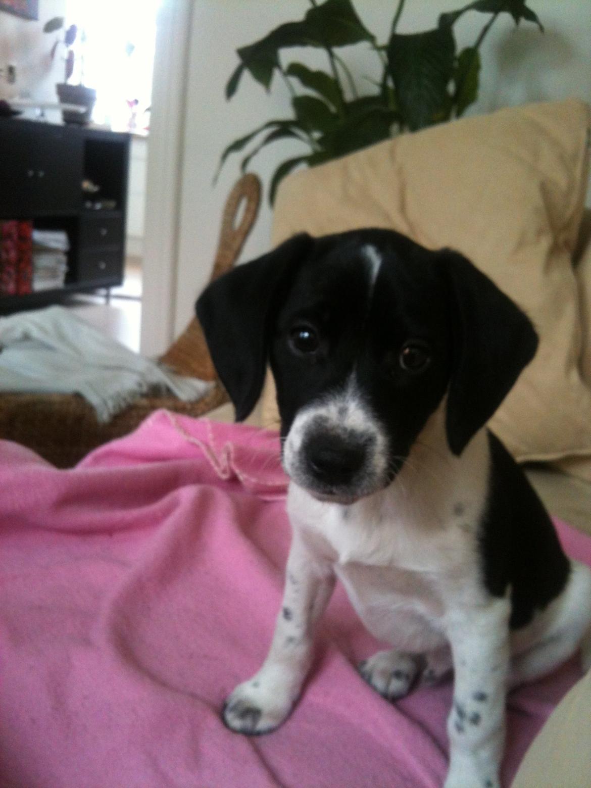 Blanding af racer Luca billede 8