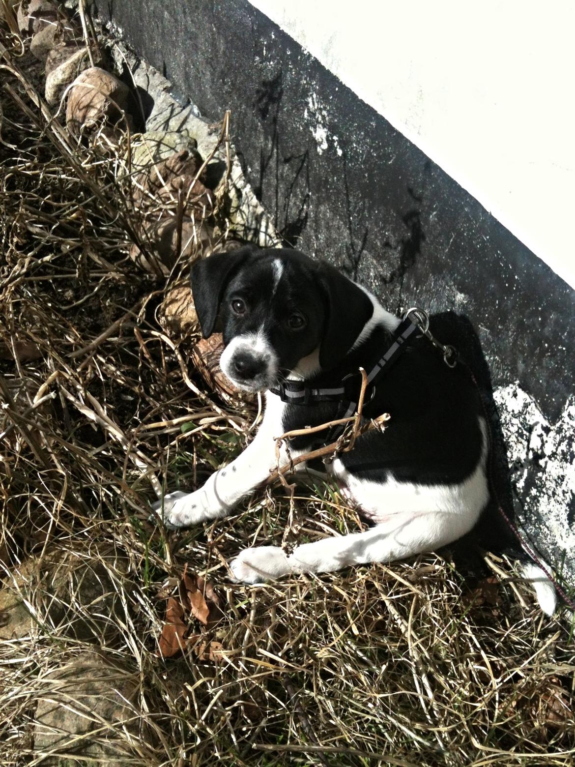 Blanding af racer Luca billede 2