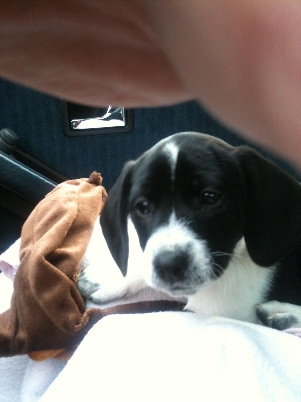 Blanding af racer Luca billede 1