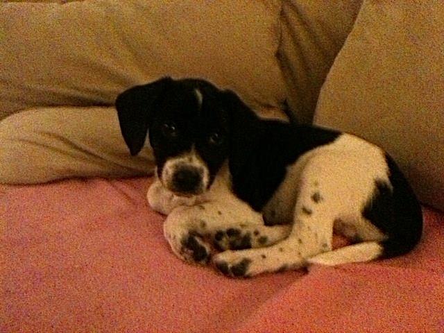 Blanding af racer Luca billede 4